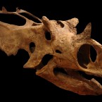 Utahceratops skull
