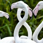 Adult greater flamingos are seen at Bristol Zoo Gardens.