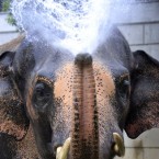An elephant sprays water to visitors at the Yokohama zoological gardens Zoorasia in Yokohama south of Tokyo, Sunday, Aug. 21, 2011.



(AP Photo/Itsuo Inouye)