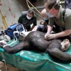 Veterinarians Colin Scott (second from right) and Simon Girling (right) use an ultrasound machine on Rosie the chimpanzee while anaesthetised at Blair Drummond Safari Park. They also took various samples so the chimp's DNA can be tested.


AP Photo