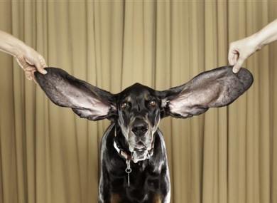 Harbor shows off his record-breaking ears.