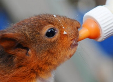 This is just one of five baby squirrels that was saved from their nest during storms in Britain last week. They are now being fed every three hours at a wildlife centre in Northumberland.