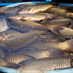 Someone put a bag of rotting fish in his 0,000 car (August 2011)
He came home from the club’s U.S. tour and found a bag of two-week old herring rotting in his 0,000 Maserati.
He's known for pranking his teammates, and it appears someone got him back in a gross way