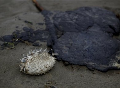 A dead fish is seen next to a chunk of fuel oil on the Mount Maunganui beach