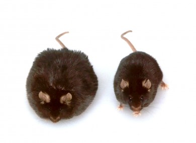 A pair of mice, who were part in the obesity studies at Rockefeller University in New York