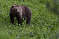 Not the bear in question