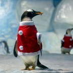 Two penguins dressed as Santa Claus are seen at Tianjin Polar Ocean , China. (Photo by Su Li/ChinaFotoPress)