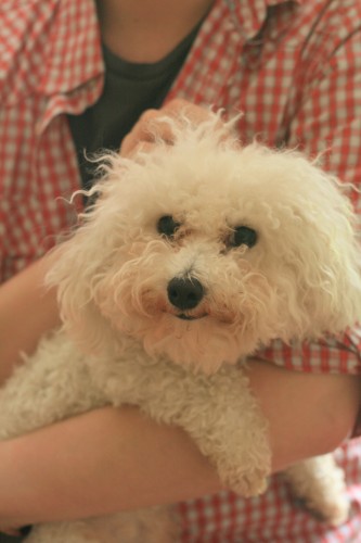 aoifedog
