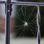 A frosty fence railing supports a spiderweb in Manette, Washington. The spider herself appears to have retreated from the icy morning.(AP Photo/Kitsap Sun, Larry Steagall)