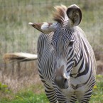 The zebra equivalent of a cocked eyebrow is a cocked ear (Press Association)