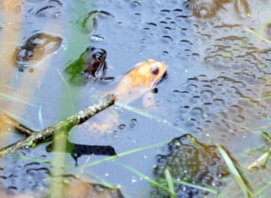 Reader Colum Lawlor sent in this snap from a little pond in Co Meath - we think it's an albino frog...