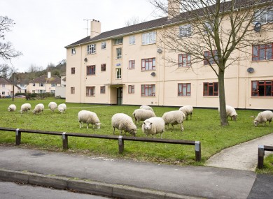 Sheep graze in an urban environment in the village of Matson, where the local farmer allows the sheep to permanently graze among flats and houses in the quiet English village.