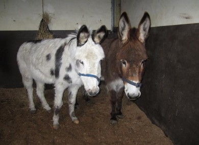 Hugo and Hugs, rescued from Sligo