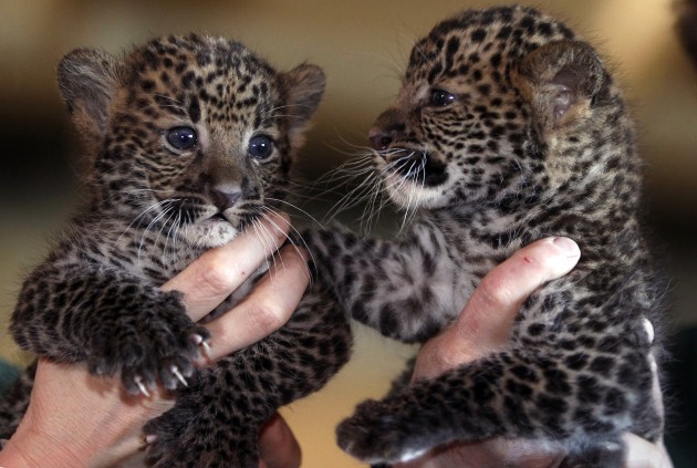 Germany Java Leopards