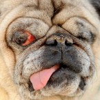 TheUglyBugBall.com offers daters who aren't so pretty a chance to 