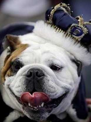 Beautiful bulldog Tyson