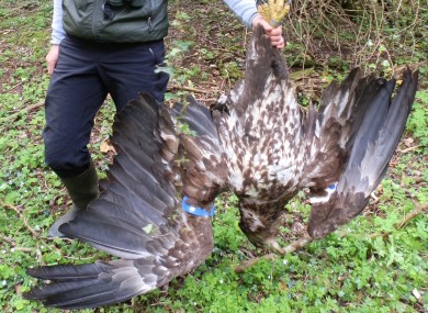 The eagle found at Lough Beltra