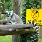 #6 Fota Wildlife Park - 390,124 visitors (Sean McEntee on Flickr)