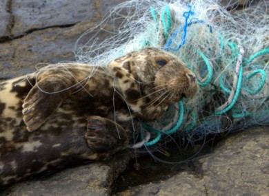 Some good news: this little guy was rescued after being caught in a net earlier this week.