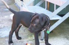 ‘Save Lennox’ campaign gathers support worldwide
