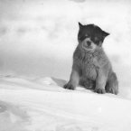 Blizzard, the pup, during the First Australasian Antarctic Expedition of 1911 to 1914. (Image: Frank Hurley)
