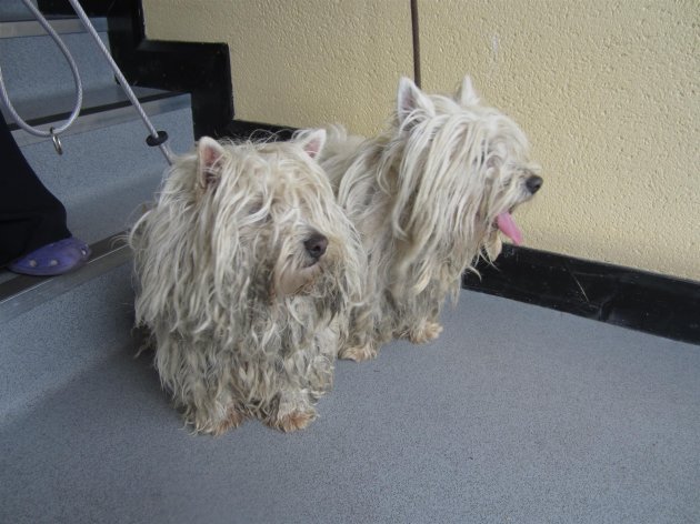 West Highland Terriers in desperate need of a hair cut