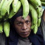 Feliciano, a cargador, carries a bunch of bananas from a delivery truck to La Terminal market in Guatemala City. Feliciano is paid about 13 US cents for each bunch he delivers. (AP Photo/Rodrigo Abd)