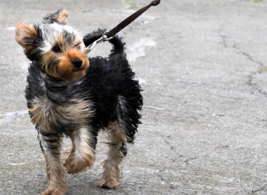 Buddy the dog braves the strong wind on Bull Island in Dublin yesterday.