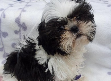 Leo the puppy, who is now on the mend