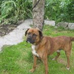 A young Lab/Boxer cross, Diesel enjoys games but is a very chilled out dog. (Image: Madra.ie)