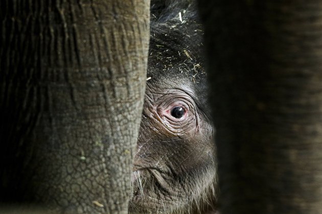 Germany Elephant Zoo