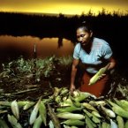 A woman harvests corn in Bolivia, where high and volatile global food prices are likely to have a significant impact. Bolivians have been consuming more imported meat, sugar and oil. At the same time, a million hectares of the best arable land (i.e. a third of the country’s total) is now used for export-driven agro-industrial production, the most productive soil generally going to the highest bidder and not to ensure local food security. The large-scale food producers of Santa Cruz now supply 62% of Boliva’s rice, 43% of its wheat, 100% of its soy, 32% of its vegetables and 40% of its potato. Image: Alejandro Chaskielberg/ Oxfam