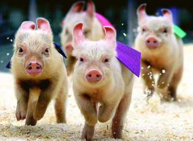 Yay! Ireland has a large pig population.