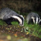 A wild badger family taken in woodland near Stoodleigh from a badger hide at Devon Badger Watch. Image: PA Archive/Press Association Images