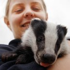 Wildlife Officer Dawn Phelps holds an 11-week old orphaned badger that was cared for at Gloucestershire Wildlife Rescue Centre during 2006. He then moved onto 'Secret World' in Somerset where it joined other badgers in a similar situation and as a group they were released into the wild somewhere in England later that year. PA photo Barry Batchelor