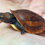 A zoo worker holds a seven-week-old Vietnamese box turtle named Vernon at Bristol Zoo Gardens.