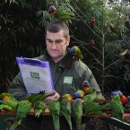 Curator of Birds Nigel Simpson counts Rainbow Lorikeets at Bristol Zoo Gardens during the annual stocktake. 