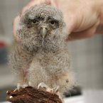 A one-month-old Neotropical Screech Owl clings to a piece of wood as it is held by a worker at the Endangered Wildlife Rescue Centre near Alajuela, Costa Rica. (AP Photo/Kent Gilbert)