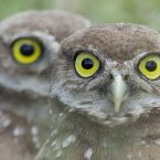 Two burrowing owls stand guard at the entrance to their underground nest in Florida during June this year. (AP Photo/J Pat Carter)