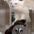 HEDWIG!