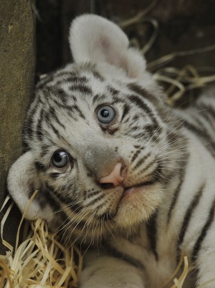 File photo of (an adorable) tiger cub
