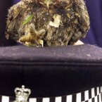 Leo, the little owl suffered a broken leg but was rescued by armed police officers who guarded then-Prime Minister Tony Blair's constituency home. The stricken bird was found by a patrol in Durham after apparently hitting overhead. What?