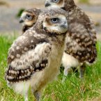 Three burrowing owl chicks named Huey, Dewy and Lewy from London Zoo were rescued from their underground nest box after heavy rains threatened to flood it.