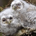 Two Tawny owl chicks in Kielder Forest, Northumberland. The tawny owl population in one of the UK's largest forests is booming as a result of the harsh winter, a Forestry Commission expert said today.