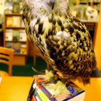 Flash the Eagle Owl sits on top of a pile of rare Harry Potter first editions in Edinburgh.