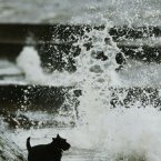 A small dog becomes stuck near a sea wall during high winds in Helensburgh, Scotland, as the UK is braced for another day of deluges and flooding as heavy rain sweeps across the country. Don't worry - a good samaritan rescued him moments later. (PA)