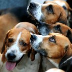 Atherstone Hunt hounds gather in Market Bosworth square, Leicestershire. Rui Vieira/PA Wire