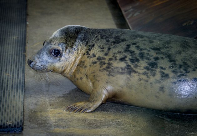 11/01/2013 Rosie the Seal. Pictured i