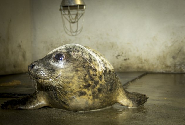 11/01/2013 Rosie the Seal. Pictured i