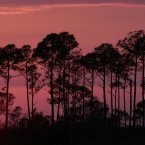 The sun sets along the coast near Alabama Port, Alabama. Partly cloudy skies and moderate temperatures are forecast for the next few days, bringing with it the opportunity to colourful sunsets. (AP Photo/Dave Martin)